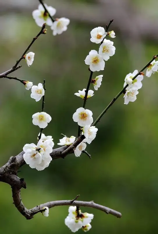 hình hoa mai trắng nhẹ nhàng 