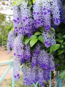 Tổng hợp 46+ hình ảnh hoa mai xanh Thái với sắc tím lạ mắt