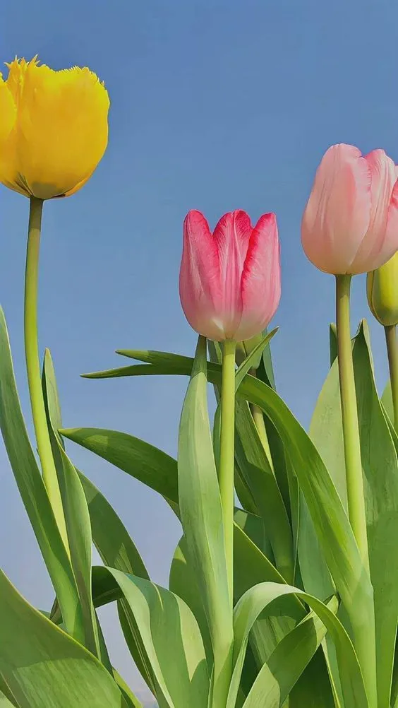 ảnh hoa tulip đẹp nhất 