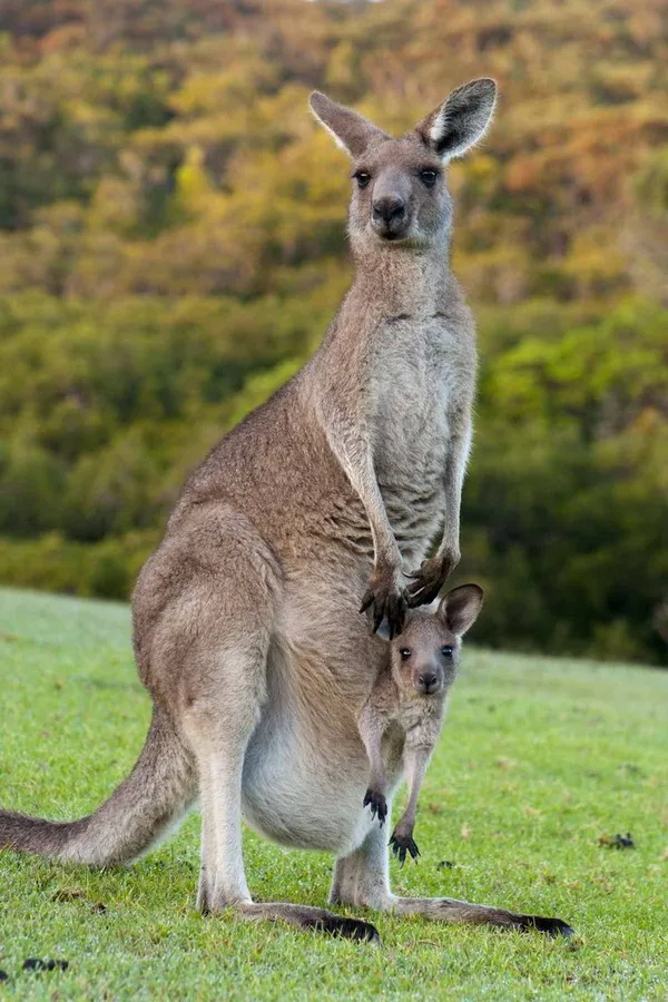 Hình ảnh con kangaroo trong tự nhiên. 