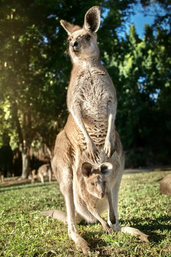 Kangaroo mẹ đang chăm sóc con nhỏ trong túi. 