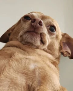 Top 105+ meme chó bá đạo gây bão cộng đồng mạng