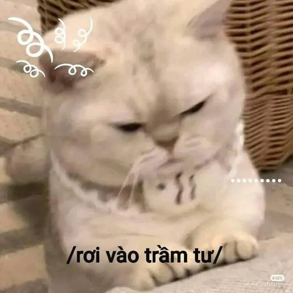 ảnh mèo cute meme giận dỗi