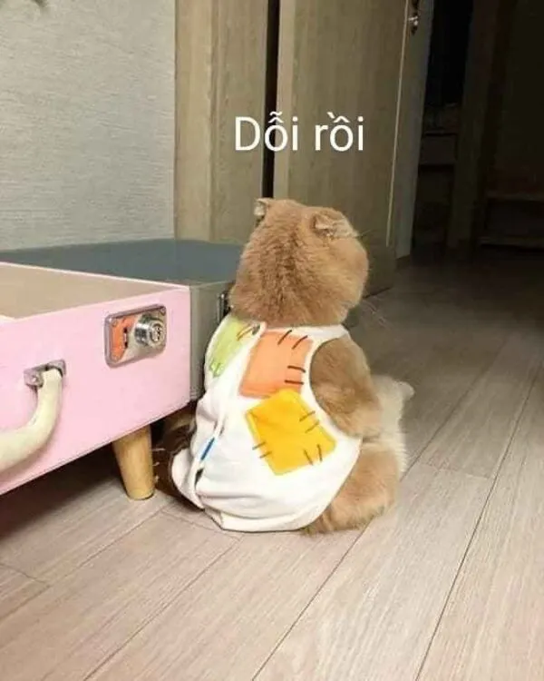 meme dỗi 