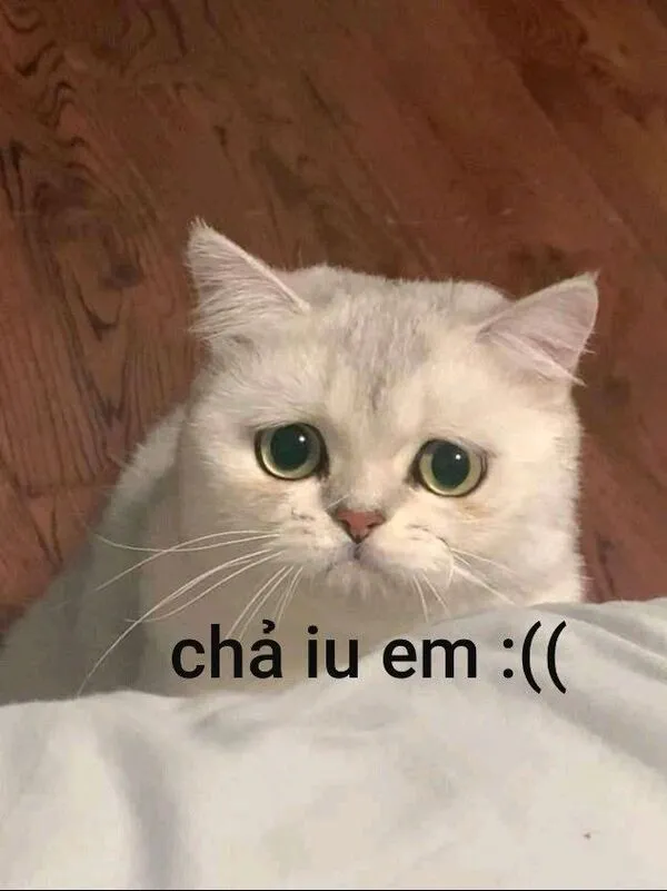 meme con mèo dỗi