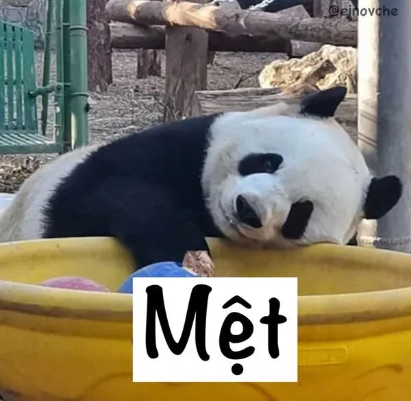 meme gấu trúc mệt 