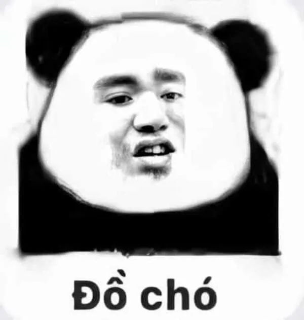 meme gấu trúc chửi 