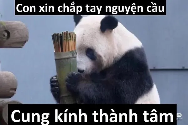 meme gấu trúc xin lỗi 