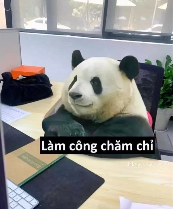 meme gấu trúc trong công việc 