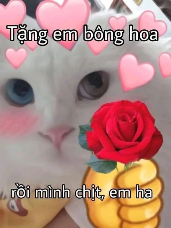 meme con mèo tặng hoa