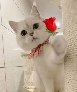 Top 45+ ảnh meme tặng hoa cute phô mai que cực sáng tạo