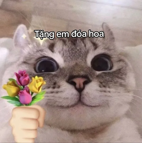 meme con mèo tặng hoa