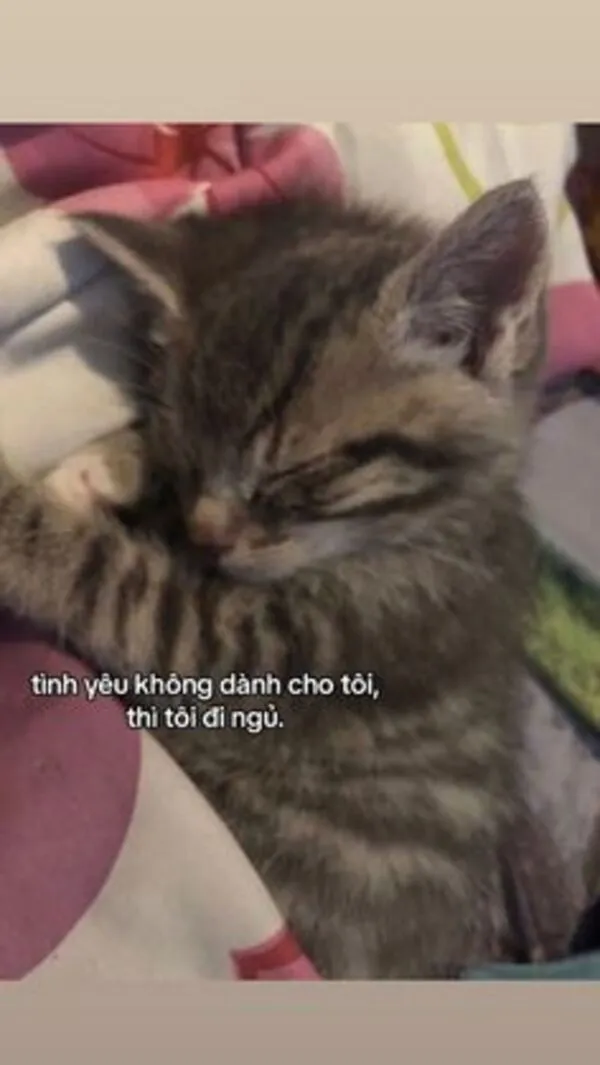 meme về tình yêu