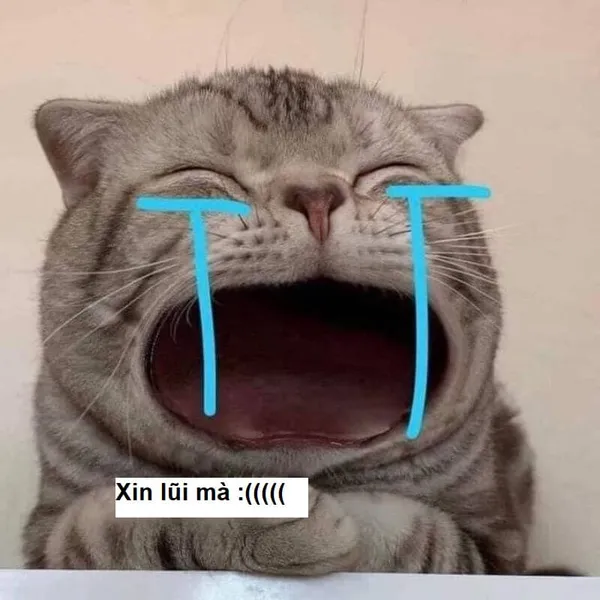 meme mèo xin lỗi 