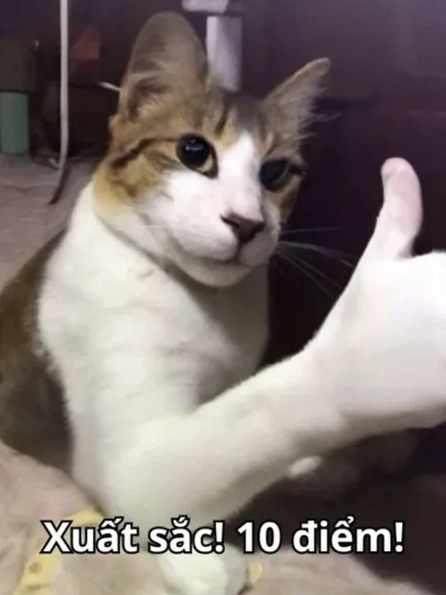 Bộ sưu tập meme 10 điểm dành cho những pha xuất sắc đỉnh cao