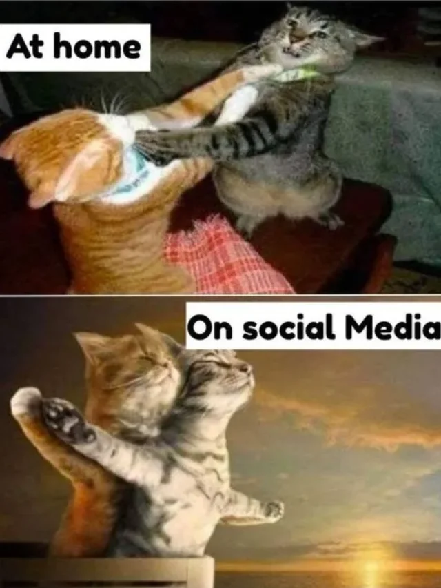 Bộ sưu tập 100+ meme đánh nhau cực chất hài hước nhất