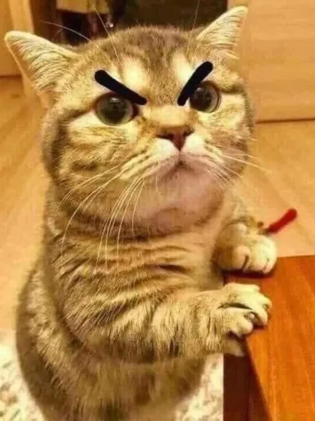 Top 1001 meme tức giận hot nhất MXH hiện nay