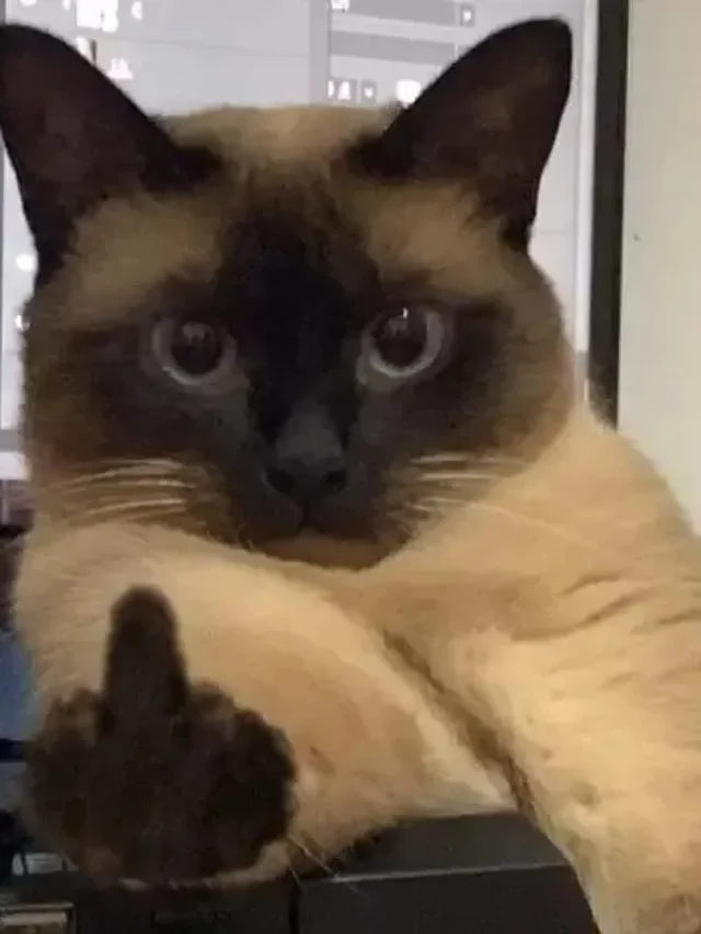 Bộ sưu tập 99+ ngón giữa meme bá đạo nhất