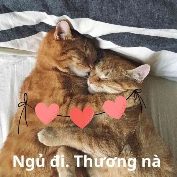 meme an ủi ngủ đi thương mà 