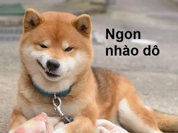 meme cười đểu ngon nhào dô 