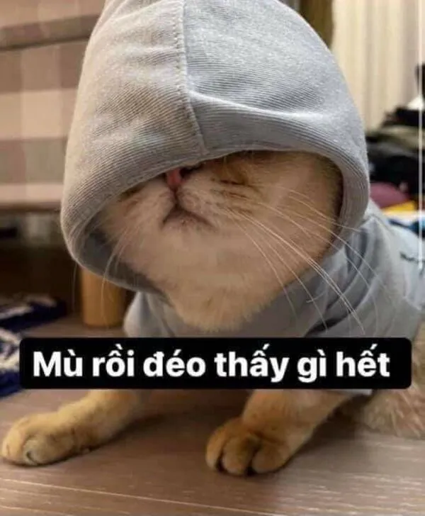 meme mù mù rồi đéo thấy gì hết 