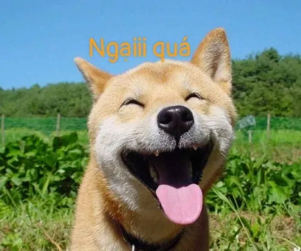 meme ngại chú chó 