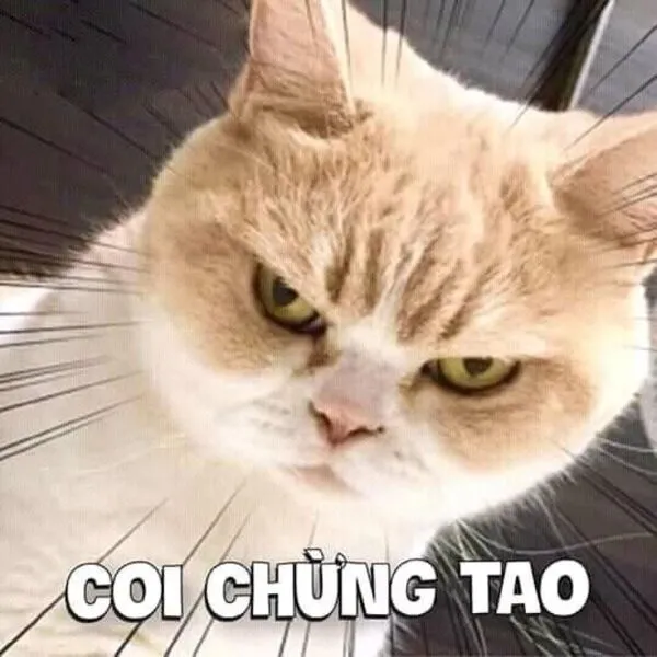 meme tức giận coi chừng tao