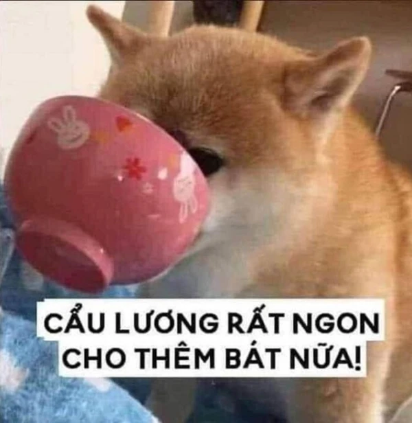 ăn xin meme (6)