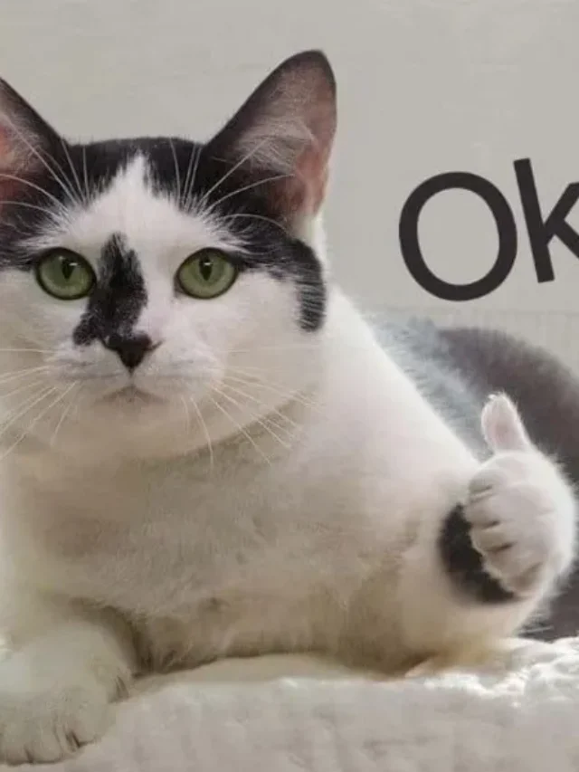 89+ ảnh meme like cực chất – Khi biểu cảm nói lên tất cả!