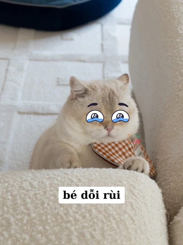 meme con mèo dỗi (1)