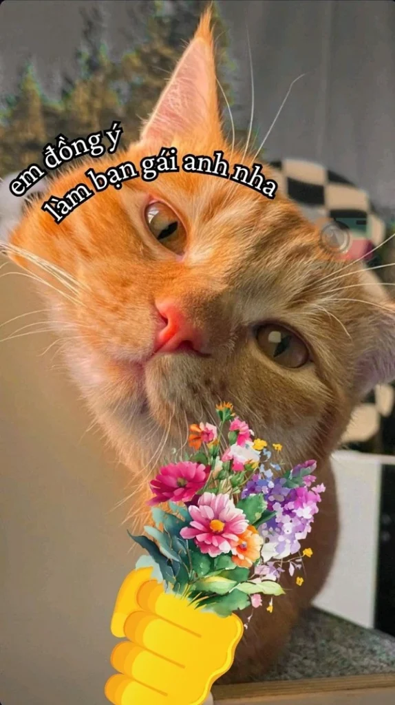 184+ meme mèo tặng hoa cute cực hài khiến dân mạng thích thú
