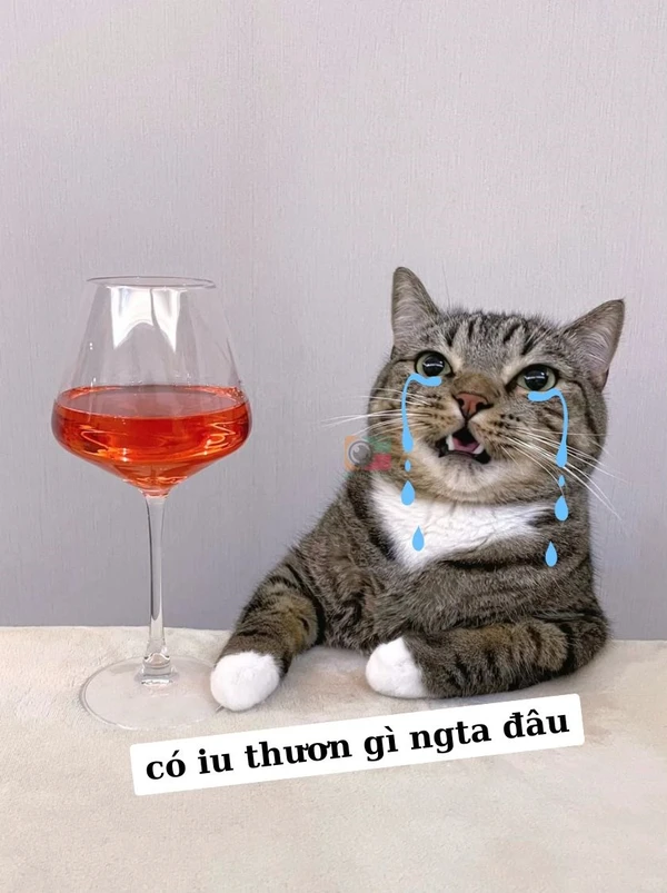 meme mèo dỗi (3)