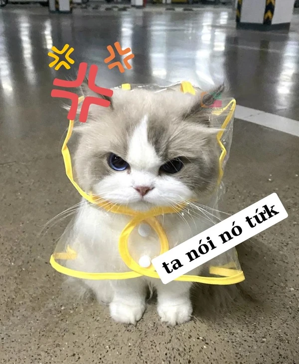 meme mèo dỗi cute (2)