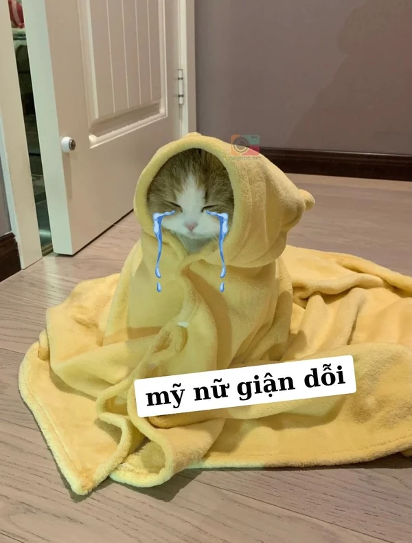 meme mèo giận dữ (2)