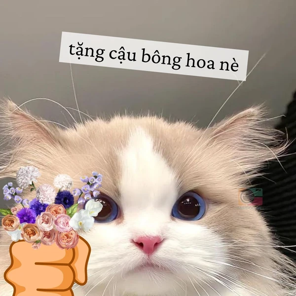 meme mèo tặng bông (1)