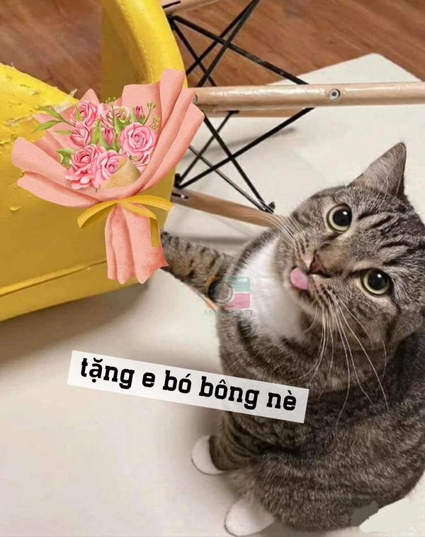 meme mèo tặng hoa (3)