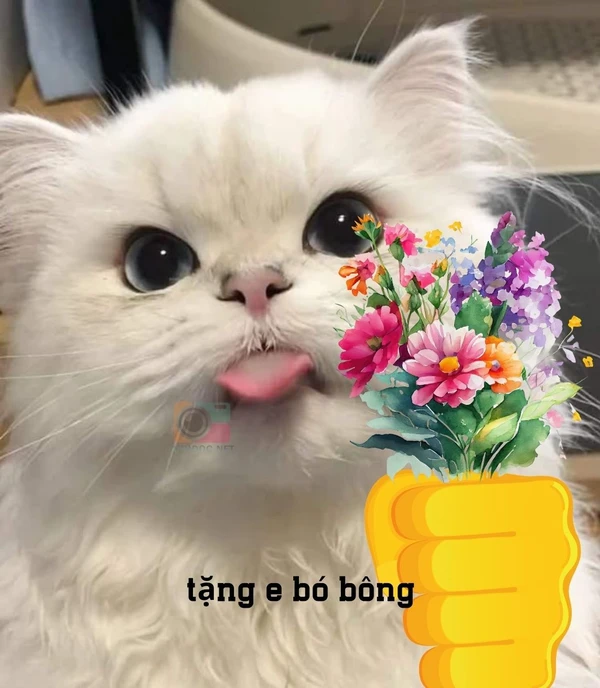 meme mèo tặng hoa (4)