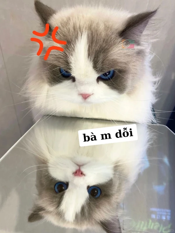 mèo dỗi meme (1)