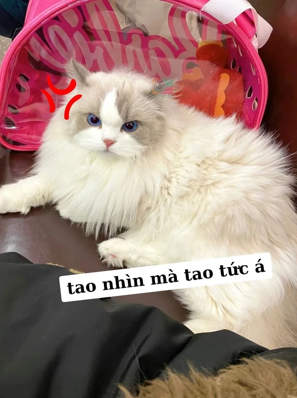 tức giận ảnh meme dỗi mèo cute (1)