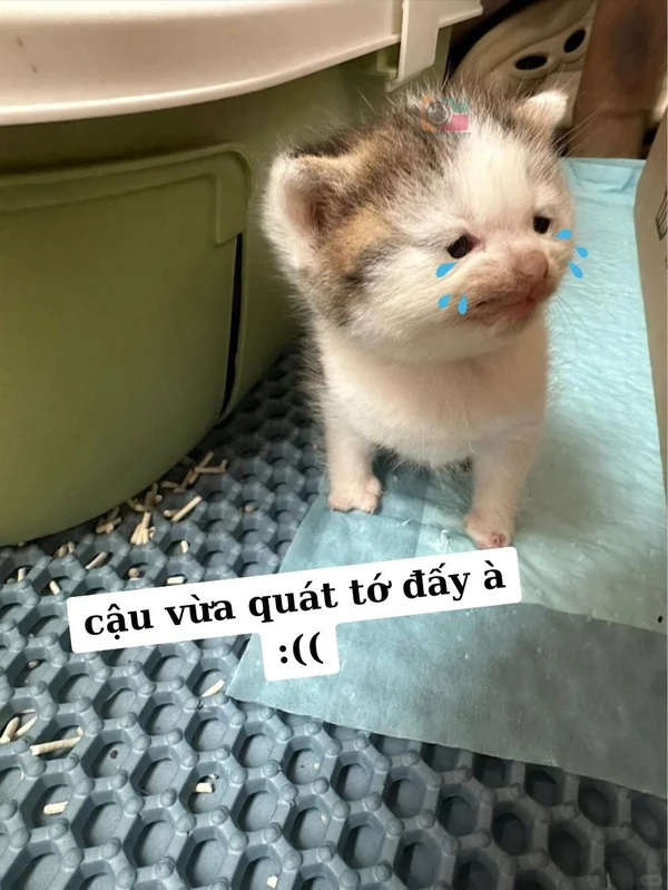 tức giận ảnh meme dỗi mèo cute (2)