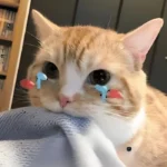 163+ ảnh meme mèo khóc chế hài hước đầy cảm xúc