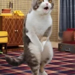 TOP 128+ ảnh meme mèo bựa hài hước, độc lạ siêu chất