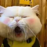 Cười té ghế với 147+ ảnh meme buồn ngủ hài hước khó đỡ