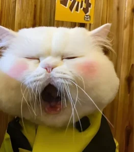 Cười té ghế với 147+ ảnh meme buồn ngủ hài hước khó đỡ