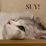 Meme mèo buồn cực cute