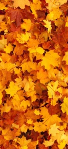 hình nền màu cam cho iphone