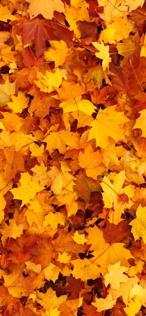 hình nền màu cam cho iphone