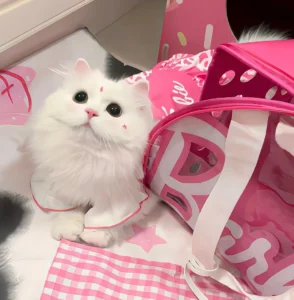 hình nền máy tính màu hồng cute