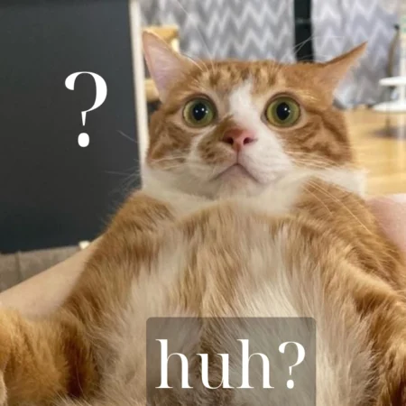 125+ ảnh meme mèo huh ngơ ngác, ngạc nhiên siêu hài hước