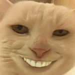 TOP 128+ ảnh meme mèo cười siêu hài hước mới nhất